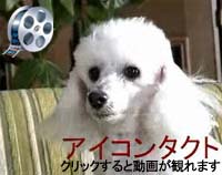 アイコンタクト
