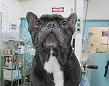 ツチ骨柄が確認できる!